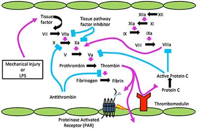 Thrombin and the Coag-Inflammatory Nexus in Neurotrauma, ALS, and Other Neurodegenerative Disorders